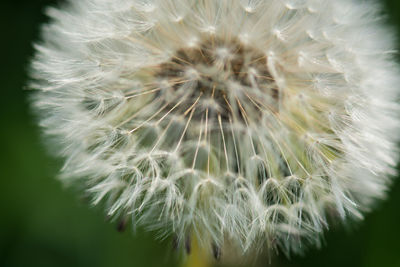 Close-up of dandelion flower
