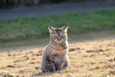 Close-up portrait of cat