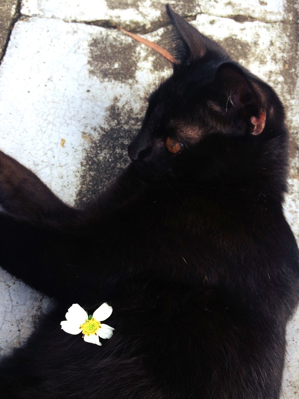 HIGH ANGLE VIEW OF BLACK DOG IN FLOWER