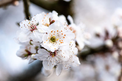 Close-up of cherry blossom