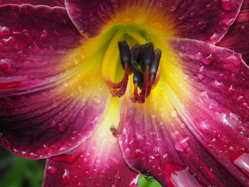 Full frame shot of wet day lily blooming outdoors