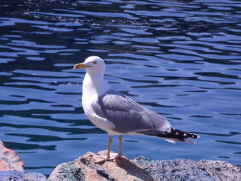 Close-up of bird perching on lake