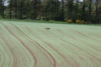 Scenic view of trees on field in forest