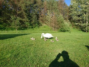 Shadow of trees on grass