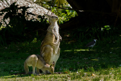 Squirrel on grass