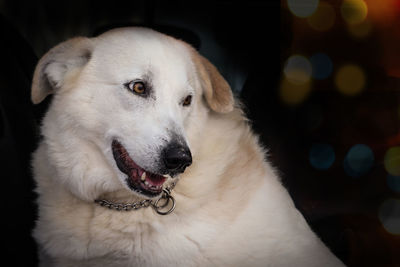 Close-up of dog looking away