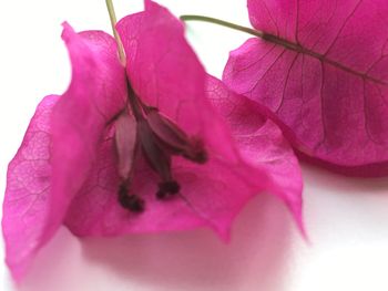 Close-up of pink flowers