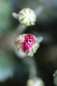 Close-up of pink flower blooming outdoors