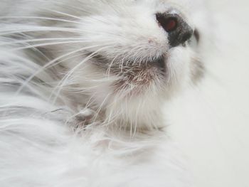 Close-up of white cat