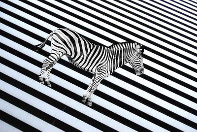 Close-up of zebra