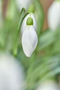 Close-up of white flowering plant