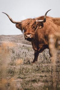 Lion standing in a field