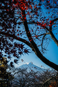 Low angle view of flowering tree against sky