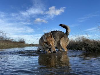 Dog on a lake