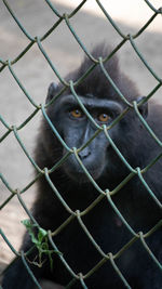 Close-up of monkey in cage