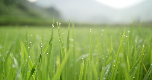 Close-up of water drops on grass in field