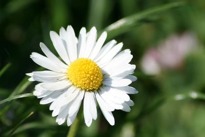 Close-up of white flower blooming outdoors