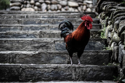 Close-up of a rooster