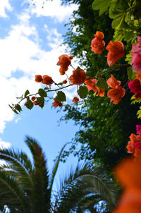 Low angle view of red flowers