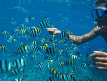 Locals feed fish while snorkeling 