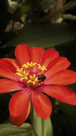 Close-up of red flower