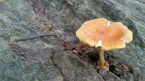 Close-up of fungus growing on tree trunk