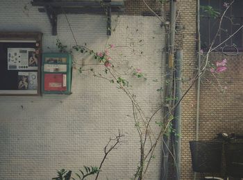 Plant growing on brick wall