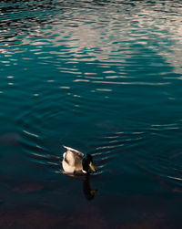 High angle view of duck swimming in lake