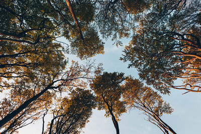 Low angle view of trees against sky during autumn