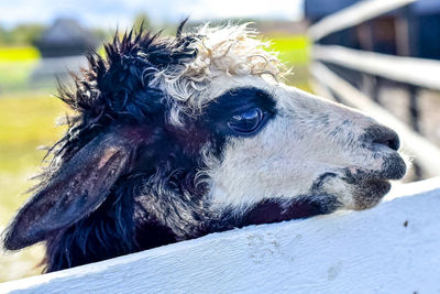 Close-up portrait of horse