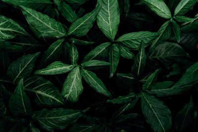 Dark green leaves in the garden. emerald green leaf texture. nature abstract background. tropical.
