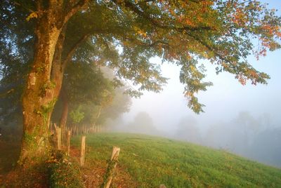 Scenic view of landscape against sky during foggy weather