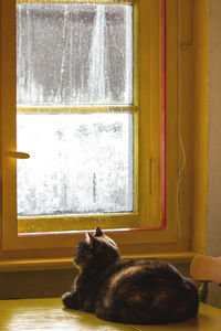 Close-up of cat looking through window at home