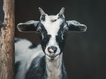 Close-up portrait of goat