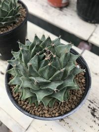 High angle view of succulent plant