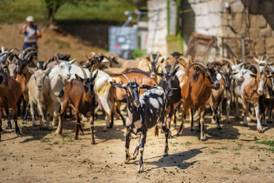 Herd of goat on land 