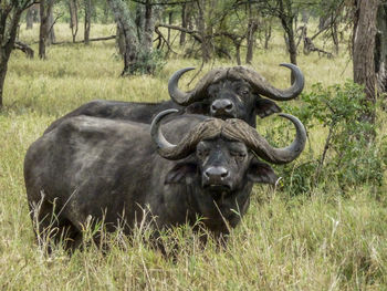 Water buffaloes standing on grassy field
