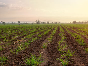 Scenic view of agricultural field against sky