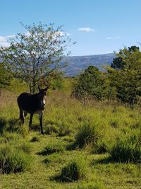 Horse on landscape against sky