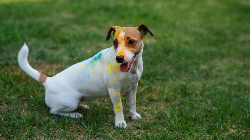 Dog running on grassy field