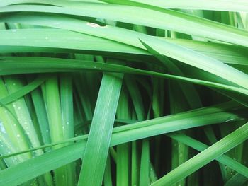 Full frame shot of grass