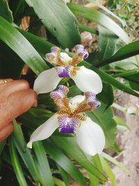 Close-up of flowers blooming outdoors