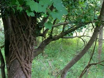 Trees in forest