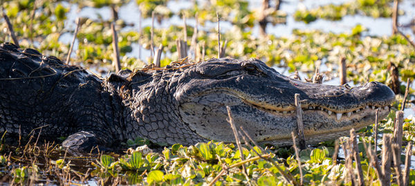 Alligator in