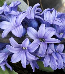 Close-up of purple flowers blooming outdoors
