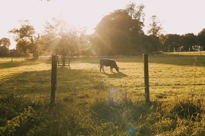 Horses grazing in a field