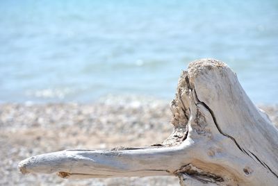 Close-up of tree against sea