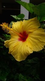 Close-up of yellow hibiscus blooming outdoors