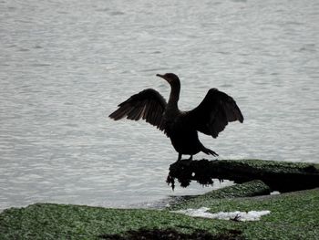 Bird perching on water