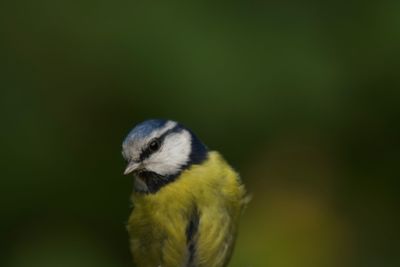 Close-up of bird